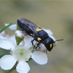 Hylaeus (Euprosopoides) rotundiceps (Hylaeine colletid bee) at Hall, ACT - 21 Feb 2025 by Anna123