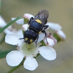 Hylaeus (Euprosopoides) rotundiceps at Hall, ACT - 21 Feb 2025 04:02 PM