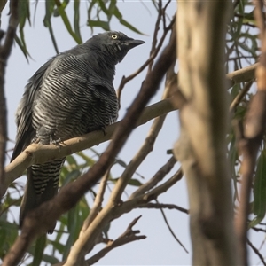 Coracina lineata at Port Macquarie, NSW - 15 Mar 2025 08:41 AM