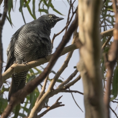 Coracina lineata (Barred Cuckooshrike) at Port Macquarie, NSW - 15 Mar 2025 by rawshorty