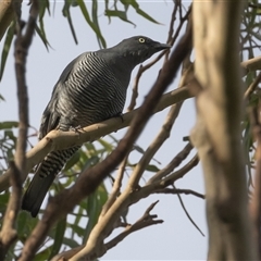 Coracina lineata at Port Macquarie, NSW - 15 Mar 2025 08:41 AM
