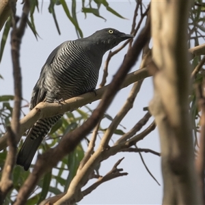 Coracina lineata at Port Macquarie, NSW - 15 Mar 2025 08:41 AM