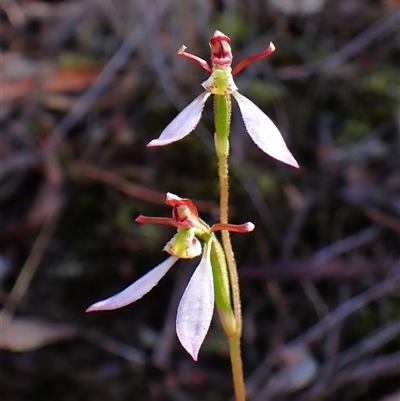 Eriochilus cucullatus (Parson's Bands) at Aranda, ACT - 12 Mar 2025 by CathB