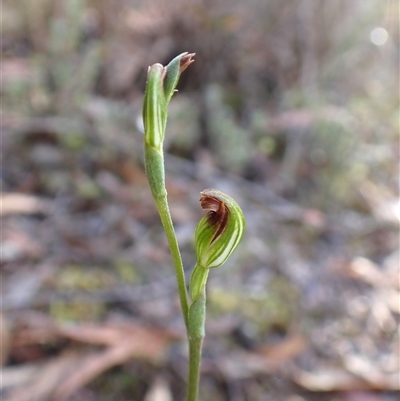 Speculantha rubescens (Blushing Tiny Greenhood) at Aranda, ACT - 12 Mar 2025 by CathB