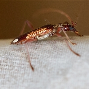 Coptocercus sp. (genus) at Moruya, NSW - suppressed