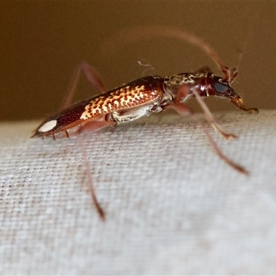 Unidentified Longhorn beetle (Cerambycidae) by LisaH