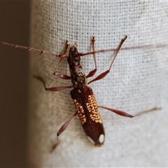 Coptocercus sp. (genus) at Moruya, NSW - suppressed