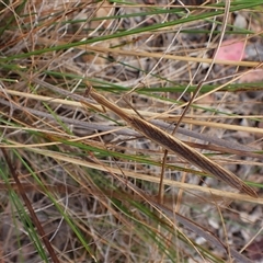 Tenodera australasiae (Purple-winged mantid) at Cook, ACT - 13 Mar 2025 by CathB