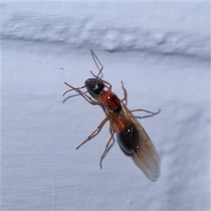 Camponotus consobrinus at Charlestown, NSW - 7 Dec 2024 08:50 PM