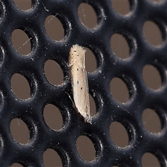 Mesophleps crocina at Charlestown, NSW - 7 Dec 2024 08:54 PM