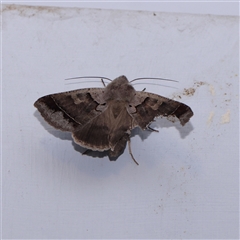 Pantydia sparsa (Noctuid Moth) at Charlestown, NSW - 7 Dec 2024 by ConBoekel