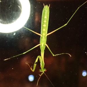 Pseudomantis albofimbriata at Cook, ACT - suppressed