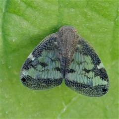 Scolypopa australis (Passionvine hopper, Fluffy bum) at Charlestown, NSW - 20 Dec 2024 by ConBoekel