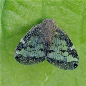 Scolypopa australis at Charlestown, NSW - 20 Dec 2024 06:11 PM