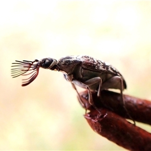 Ptilophorus persimilis at Cook, ACT - 12 Mar 2025 10:42 AM