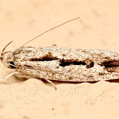 Agriophara discobola (A Flat-bodied moth (Depressidae) at Ainslie, ACT - 3 Mar 2025 by jb2602