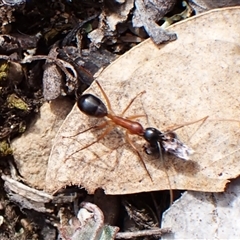 Camponotus sp. (genus) (A sugar ant) at Aranda, ACT - 3 Mar 2025 by CathB