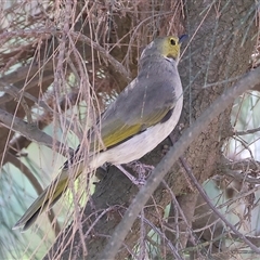 Ptilotula penicillata (White-plumed Honeyeater) at Wodonga, VIC - 15 Mar 2025 by KylieWaldon