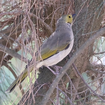 Ptilotula penicillata (White-plumed Honeyeater) at Wodonga, VIC - 15 Mar 2025 by KylieWaldon