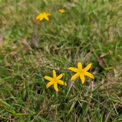 Hypoxis hygrometrica var. hygrometrica (Golden Weather-grass) at Captains Flat, NSW - 15 Mar 2025 by Csteele4