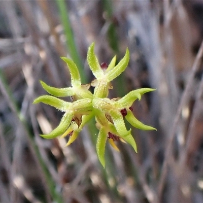 Corunastylis cornuta (Horned Midge Orchid) by CathB