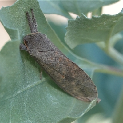 Elhamma australasiae (A Swift or Ghost moth (Hepialidae)) at Hall, ACT - 13 Mar 2025 by Anna123