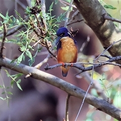 Ceyx azureus (Azure Kingfisher) at Wodonga, VIC - 15 Mar 2025 by KylieWaldon