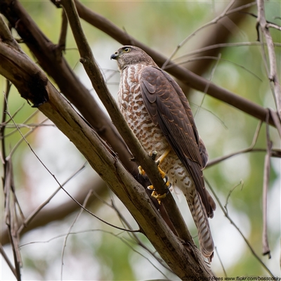 Tachyspiza cirrocephala (Collared Sparrowhawk) at Paddys River, ACT - 12 Mar 2025 by DPRees125