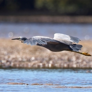 Egretta novaehollandiae at Moruya Heads, NSW - 13 Mar 2025 12:01 PM