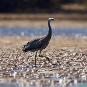 Egretta novaehollandiae at Moruya Heads, NSW - 13 Mar 2025 12:01 PM