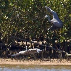 Egretta novaehollandiae at Moruya Heads, NSW - 13 Mar 2025 12:01 PM