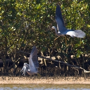 Egretta novaehollandiae at Moruya Heads, NSW - 13 Mar 2025 12:01 PM