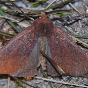 Fisera belidearia at Bolivia, NSW - suppressed