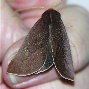 Fisera belidearia at Bolivia, NSW - suppressed