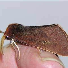 Fisera belidearia at Bolivia, NSW - suppressed
