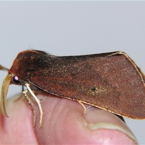 Fisera belidearia at Bolivia, NSW - suppressed