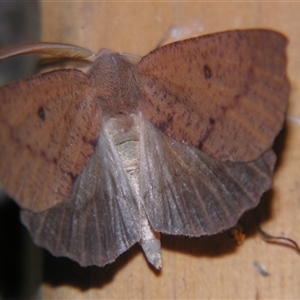 Fisera perplexata at Bolivia, NSW - suppressed