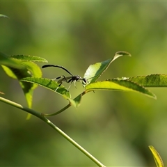 Gasteruption sp. (genus) (Gasteruptiid wasp) by Shell