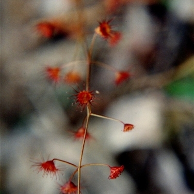 Drosera sp. at Yattalunga, SA - 1 Jul 1990 by johnpugh