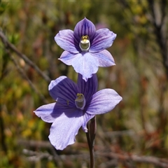 Thelymitra cyanea (Veined Sun Orchid) at Gooandra, NSW - 19 Dec 2024 by RobG1