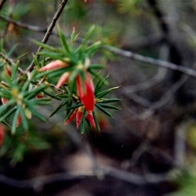 Unidentified Other Shrub at Yattalunga, SA - 1 Jul 1990 by johnpugh