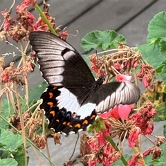 Papilio aegeus (Orchard Swallowtail, Large Citrus Butterfly) at Hackett, ACT - 15 Mar 2025 by Louisab