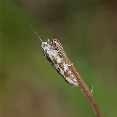 Tortricidae (family) at Cotter River, ACT - 14 Mar 2025 by DPRees125