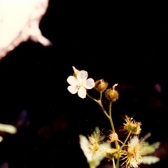 Drosera gunniana (Pale Sundew) at Yattalunga, SA - 1 Oct 1990 by johnpugh