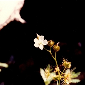 Drosera gunniana at Yattalunga, SA - 1 Oct 1990 05:45 PM