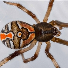 Latrodectus hasselti (Redback Spider) by MarkT