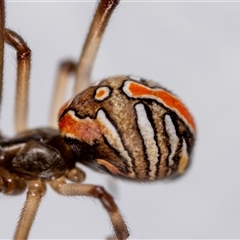 Latrodectus hasselti at Jerrabomberra, NSW - suppressed