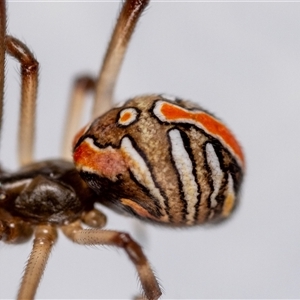Latrodectus hasselti at Jerrabomberra, NSW - suppressed