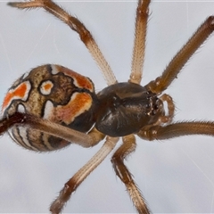 Latrodectus hasselti at Jerrabomberra, NSW - suppressed