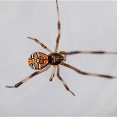 Latrodectus hasselti at Jerrabomberra, NSW - suppressed